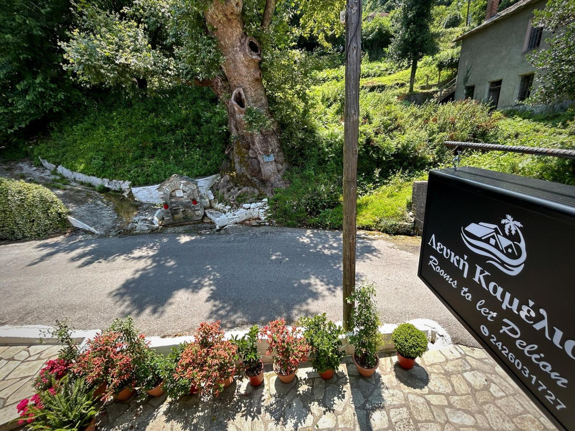 Λευκή Καμέλια Hotel Anilio Pelion Eksteriør billede